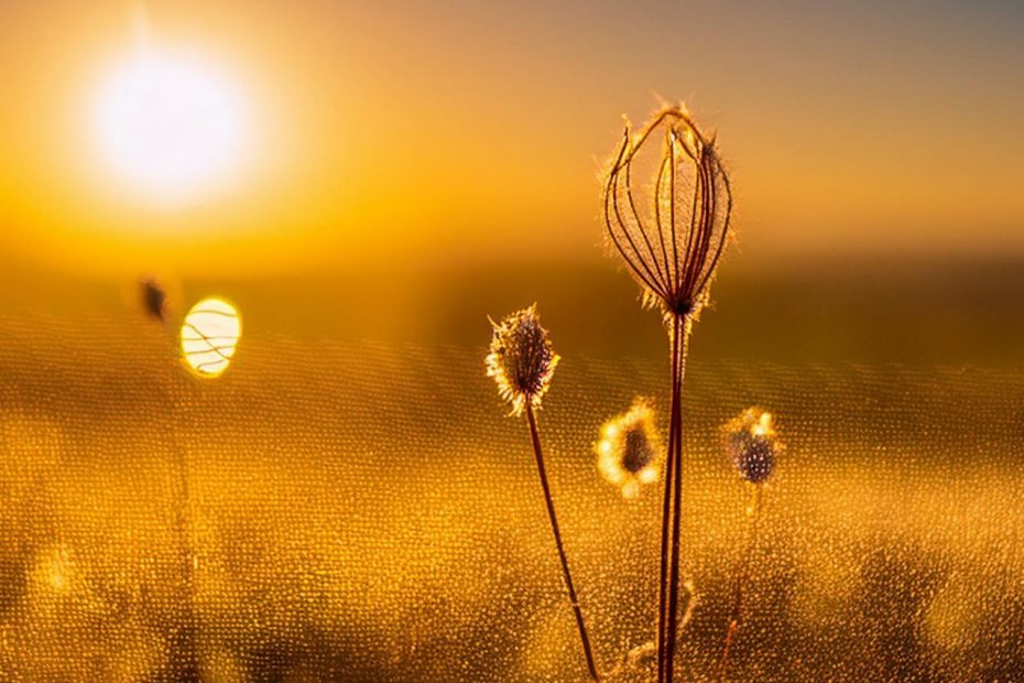 Sun sets over a field of pollen. AI and Quantum Computing: The Future of Marketing