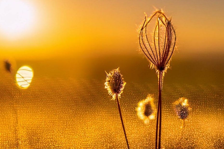 Sun sets over a field of pollen. AI and Quantum Computing: The Future of Marketing
