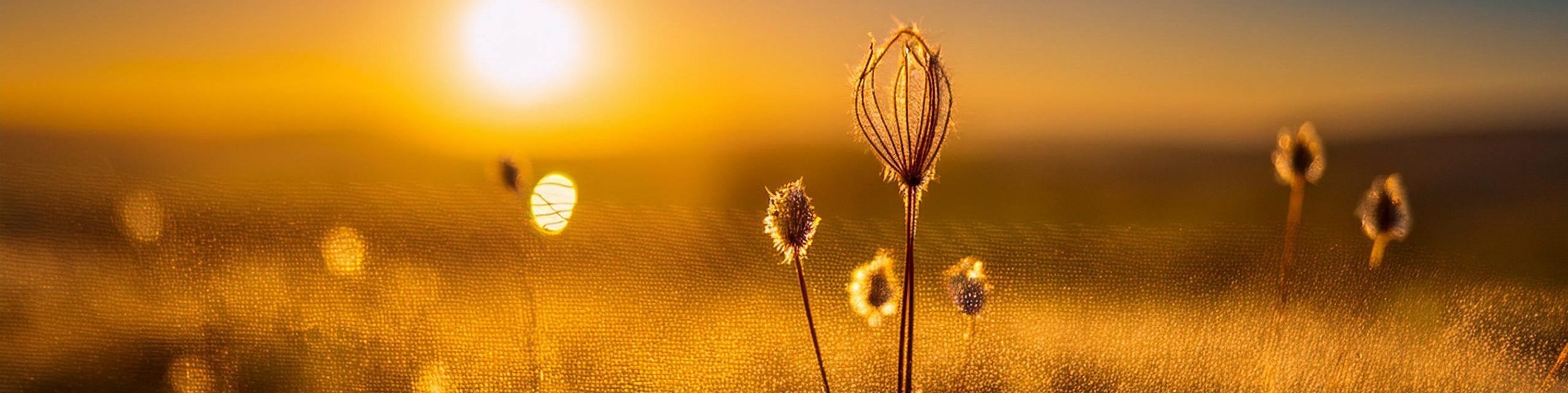 Sun sets over a field of pollen. AI and Quantum Computing: The Future of Marketing
