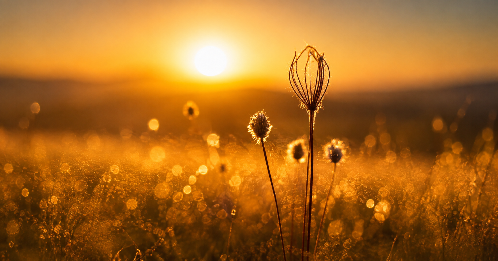 Sun sets over a field of pollen. AI and Quantum Computing: The Future of Marketing